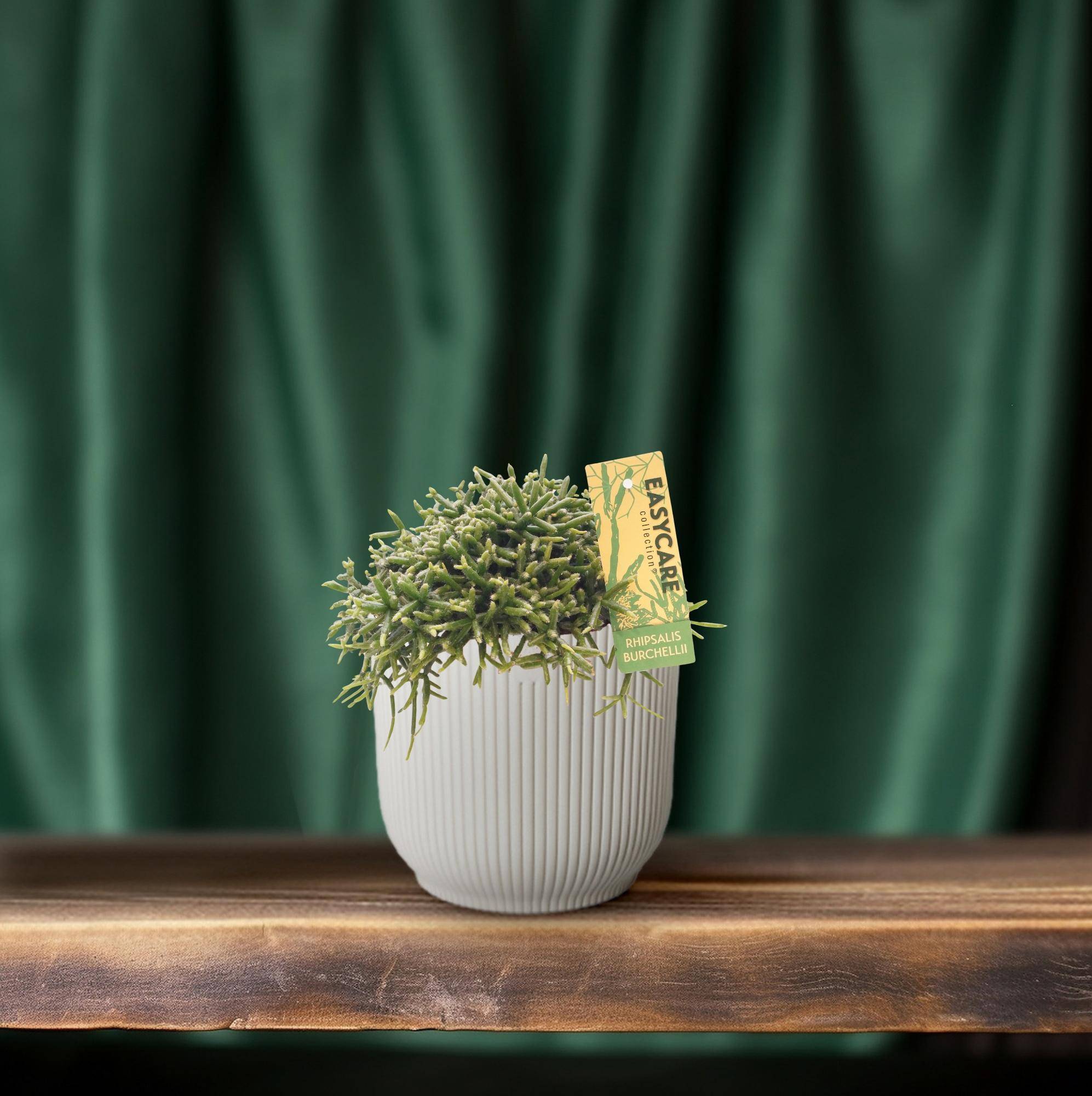 Rhipsalis Burchellii - D12 H20cm - Image 4