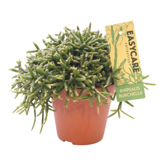 Rhipsalis Burchellii - D12 H20cm - Image 1
