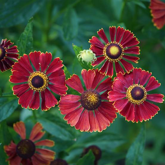 Promesse de Fleurs - Helenium autumnale Helena Red Shades - Hélénie d'automne Godet de 8/9 cm