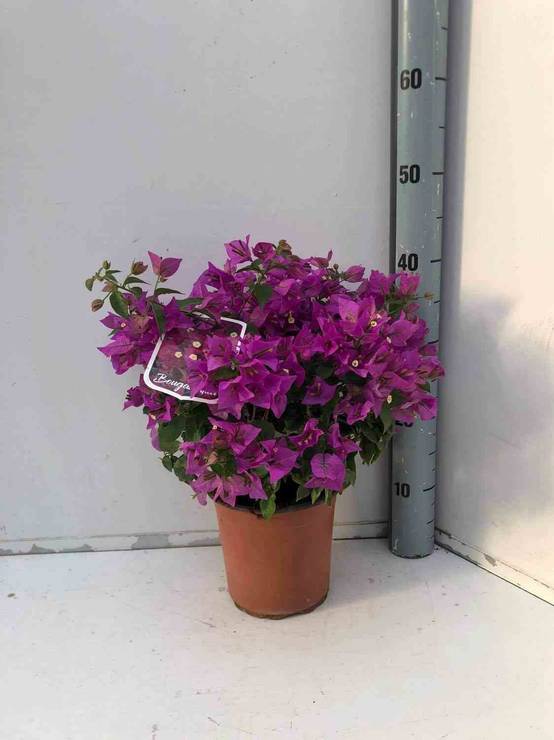 0 - Bougainvillier vera Pot de 35L - boule -130/150cm - Image 1