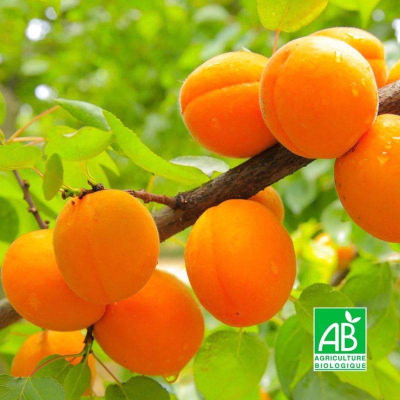 Abricotier 'Royal' BIO (Prunus armeniaca 'Royal') - Scion de 80 à 100cm - Pépinières Naudet - Image 1