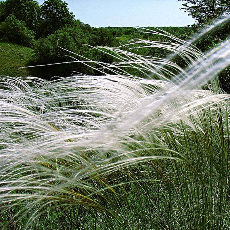 Promesse de Fleurs - Stipa pulcherrima - Stipe admirable Godet de 8/9 cm