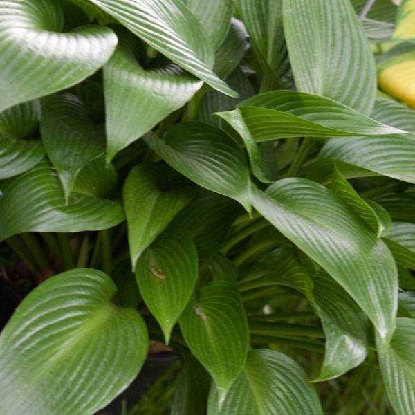 Promesse de Fleurs - Hosta Devon Green Pot de 1,5L/2L