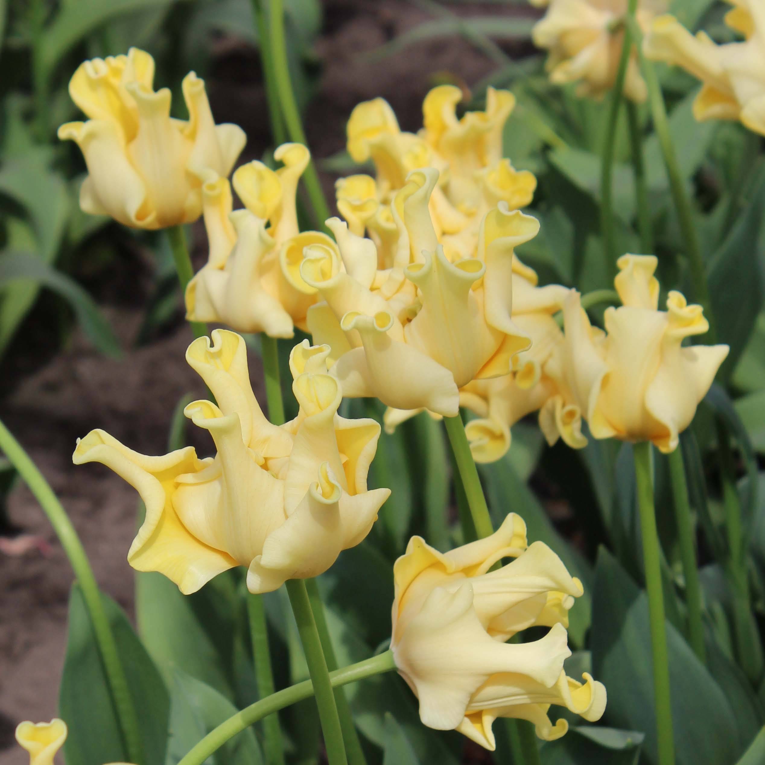 Promesse de Fleurs - Tulipe Triomphe Yellow Crown Bulbe calibre 11+ (par 6)
