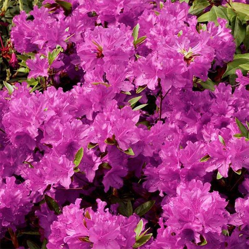 Promesse de Fleurs - Azalée du Japon Purple Splendor - Rhododendron hybride Pot de 4L/5L - Image 1