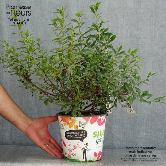 Promesse de Fleurs - Azalée du Japon Purple Splendor - Rhododendron hybride Pot de 4L/5L - Image 2