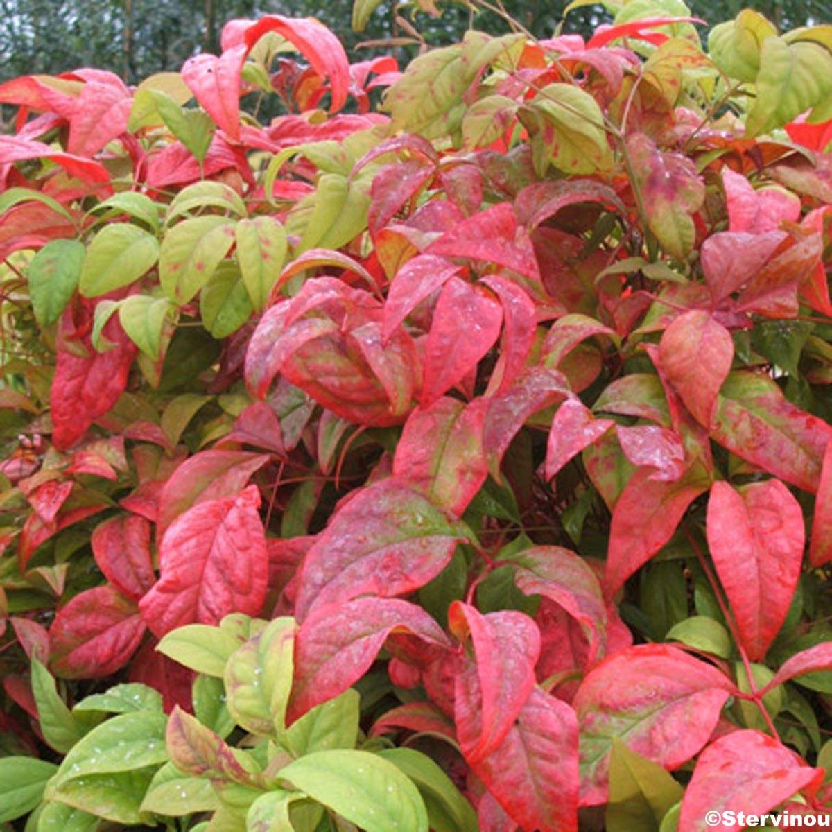 Promesse de Fleurs - Nandina domestica Fire Power - Bambou sacré  Pot de 2L/3L - Image 1