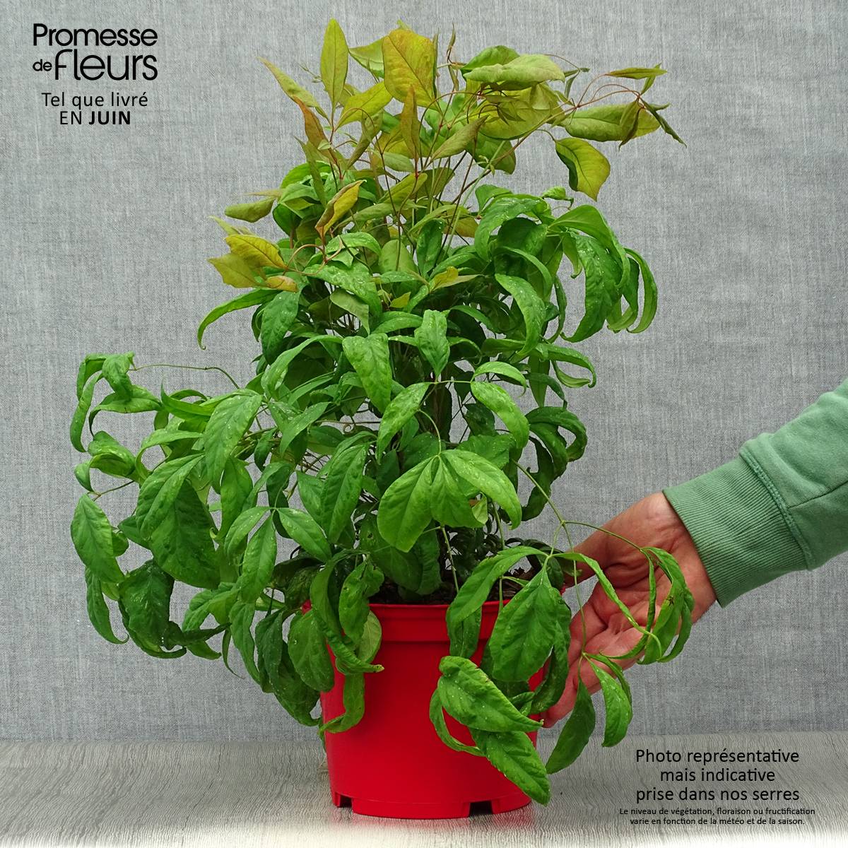 Promesse de Fleurs - Nandina domestica Fire Power - Bambou sacré  Pot de 2L/3L - Image 2