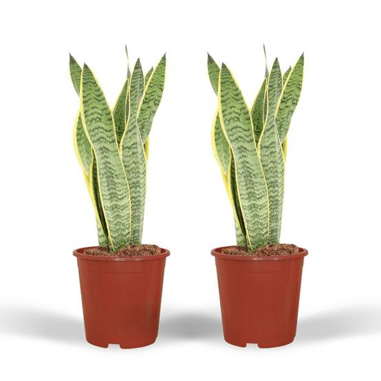 Sansevieria Laurentii - H40cm - Image 1