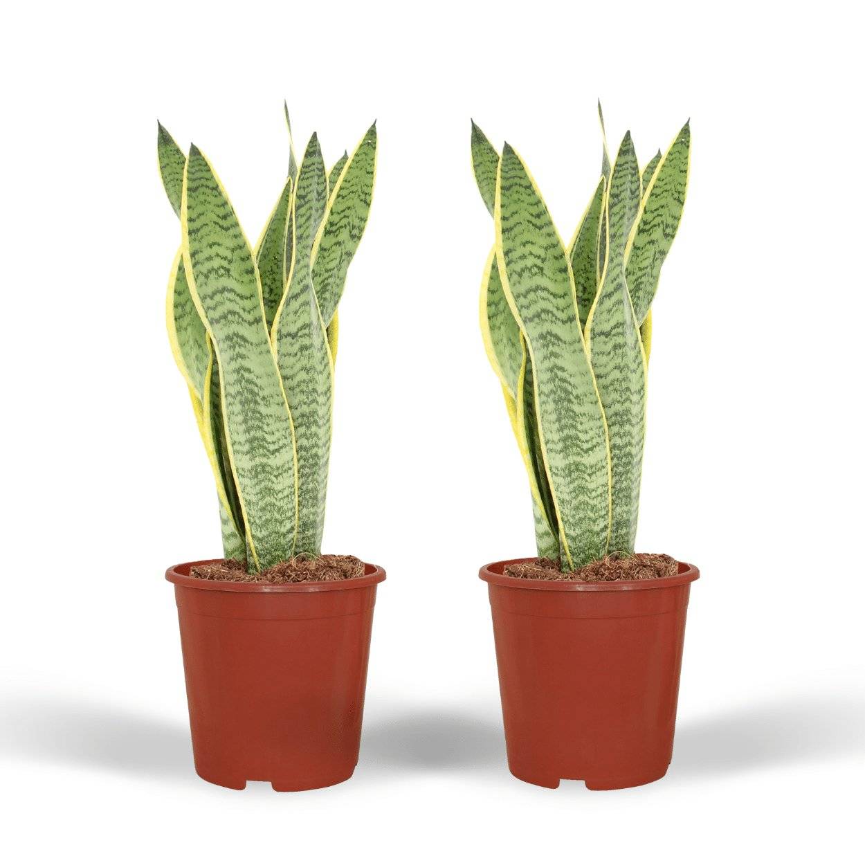 Sansevieria Laurentii - H40cm - Image 1