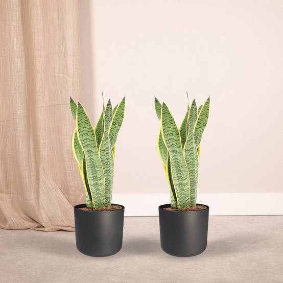 Sansevieria Laurentii - H40cm - Image 2