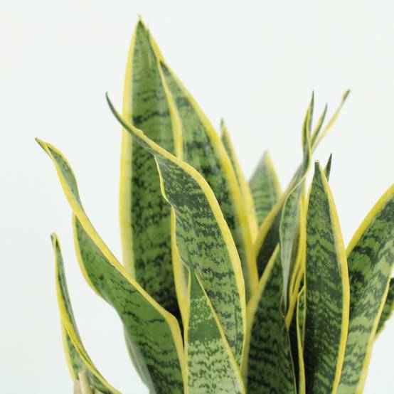 Sansevieria Laurentii - H40cm - Image 3
