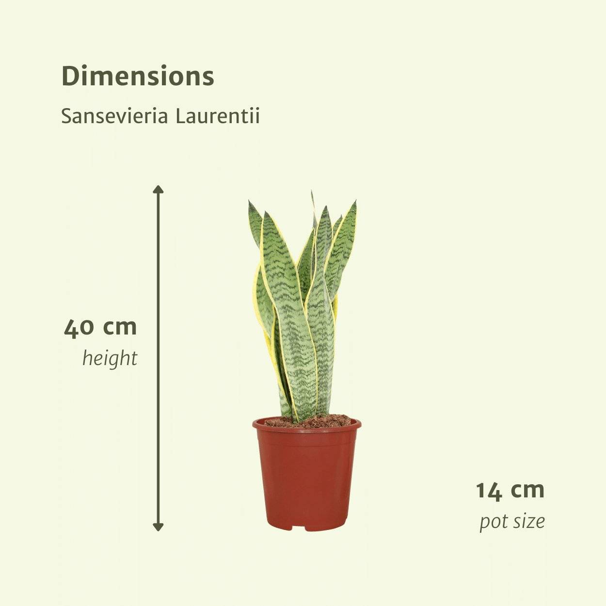 Sansevieria Laurentii - H40cm - Image 4