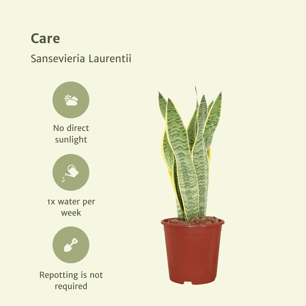 Sansevieria Laurentii - H40cm - Image 5