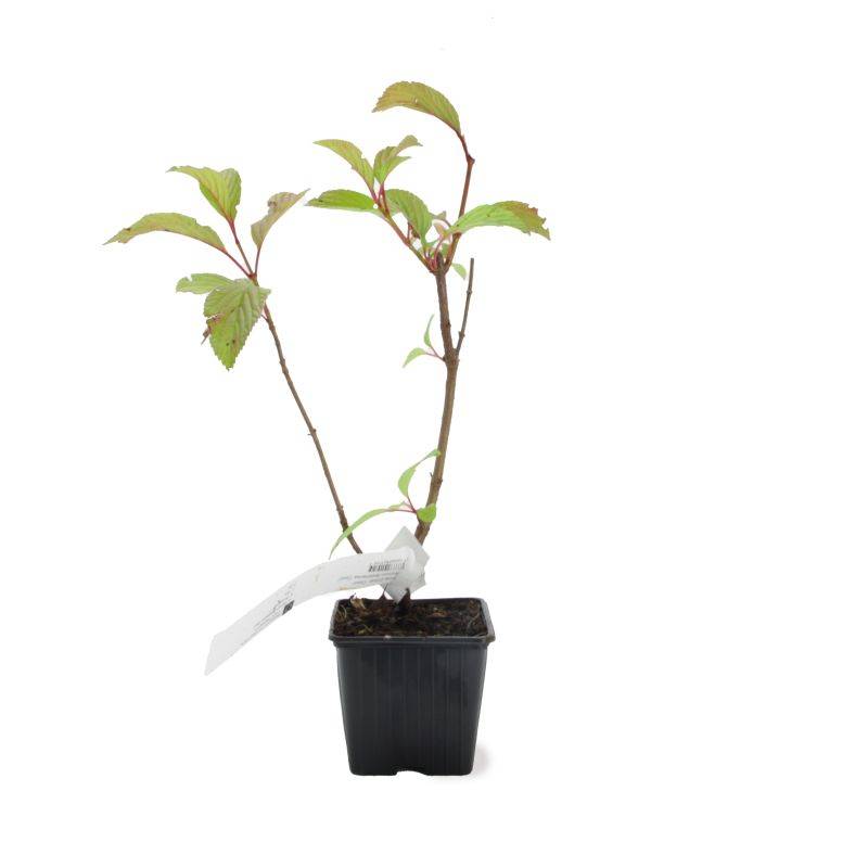 Viorne d'hiver 'Dawn' (Viburnum bodnantense 'Dawn') - Godet - Taille 13/25cm - Pépinières Naudet - Image 2