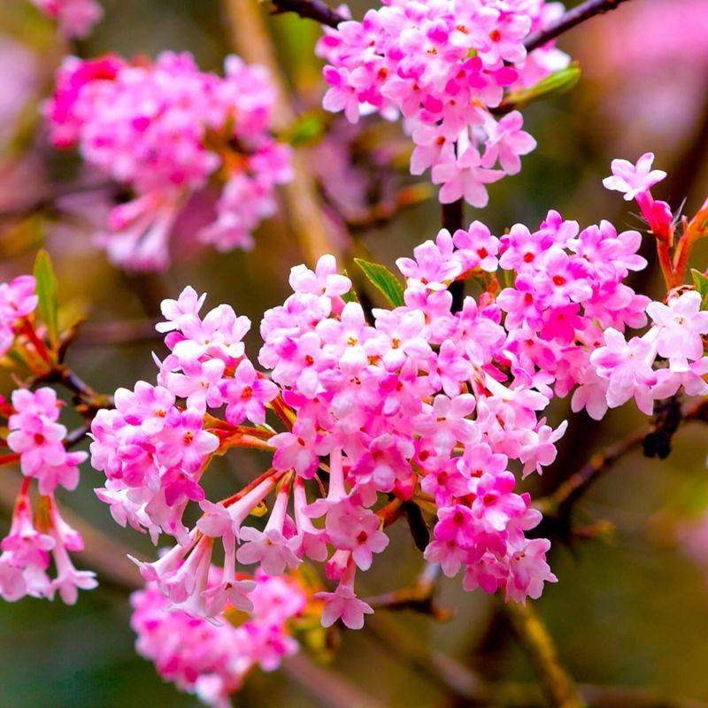 Viorne d'hiver 'Dawn' (Viburnum bodnantense 'Dawn') - Godet - Taille 13/25cm - Pépinières Naudet - Image 1