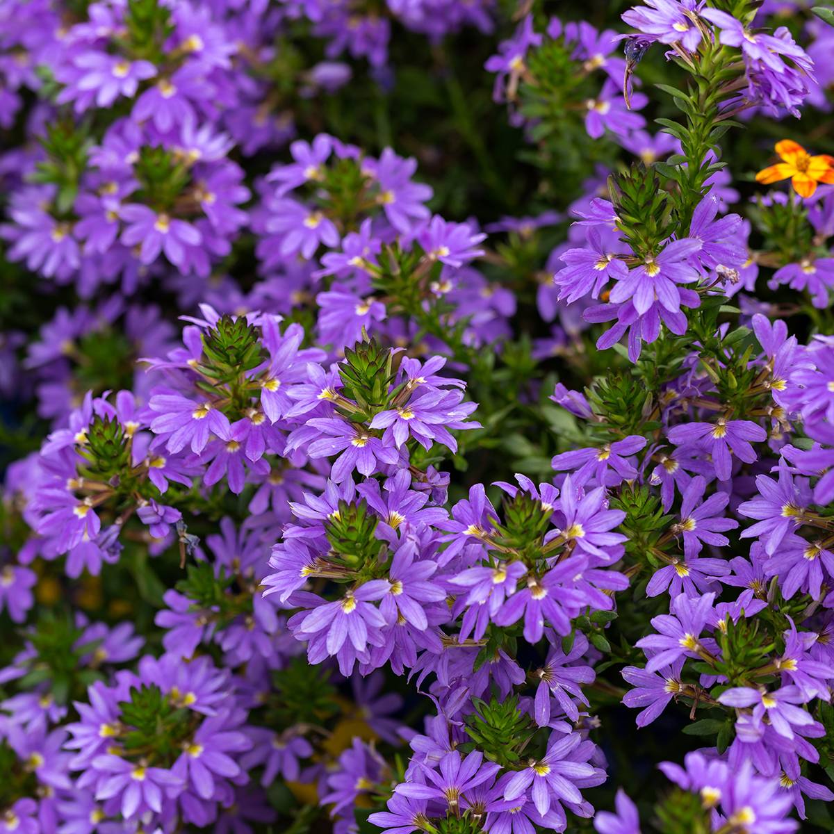 Scaevola Blue Touch - Fleur éventail de fée Mini-motte Ø 3/4 cm (par 5)