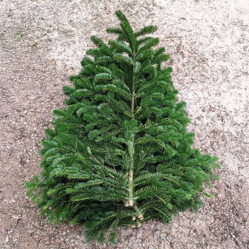 rapidsapin - Branches de sapin naturel (lot de 10 branches 50-70 cm)