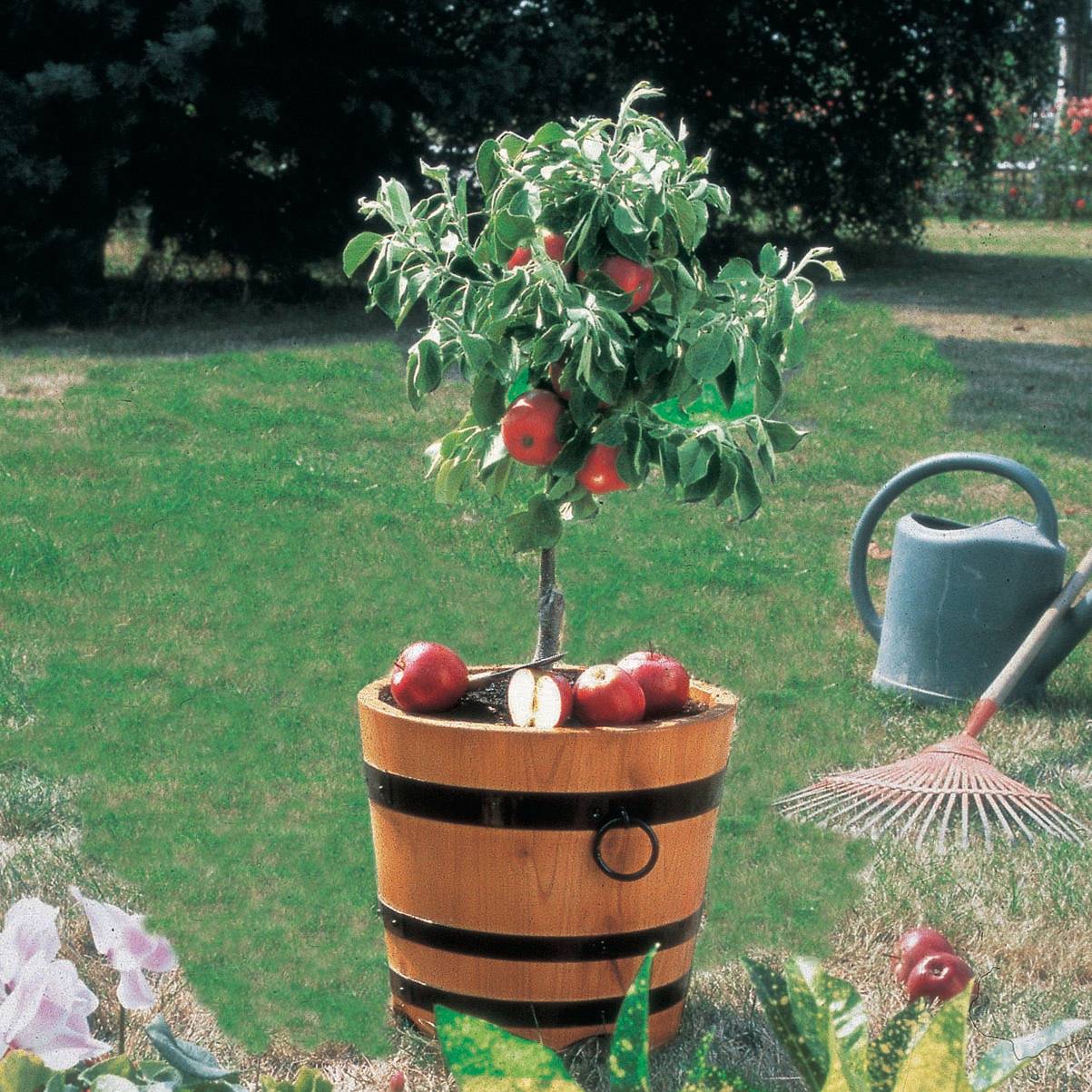 Pommier nain Croquella - Georges Delbard Pot de 7,5L/10L, 1/4 de tige