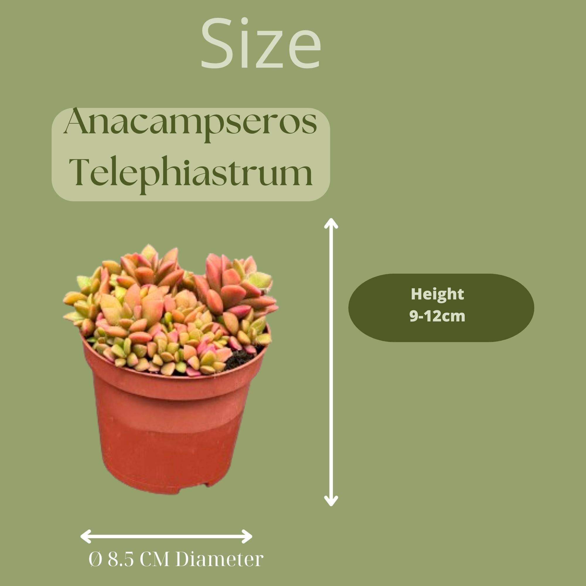 "Trio Anacampseros Rufescens Variegata - Succulentes Colorées et Faciles"- La Green Touch - Image 2