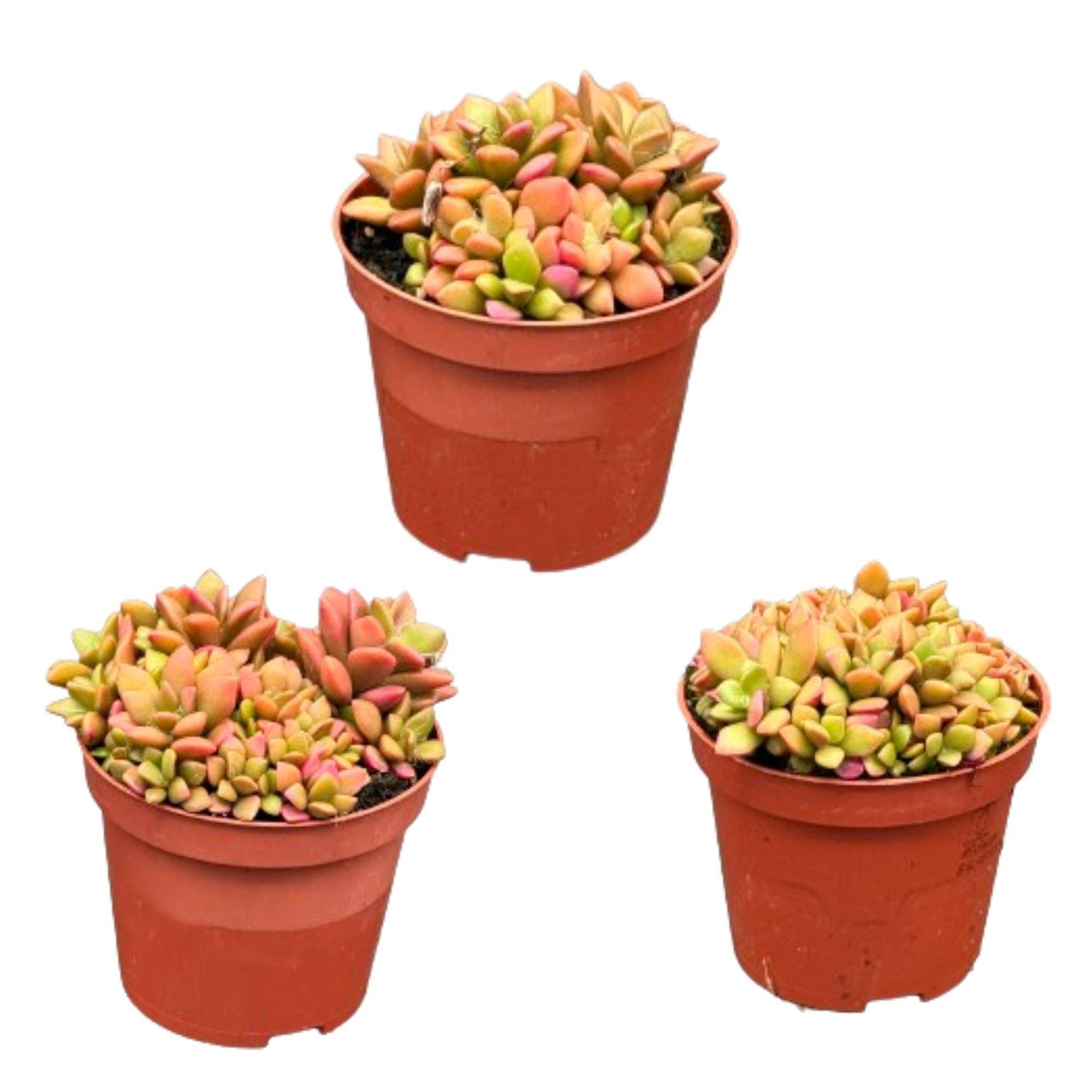 "Trio Anacampseros Rufescens Variegata - Succulentes Colorées et Faciles"- La Green Touch