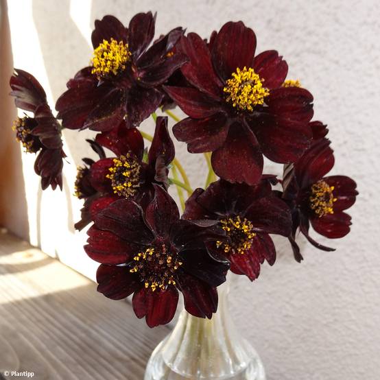 Cosmos atrosanguineus Eclipse - Cosmos chocolat Godet de 8/9 cm