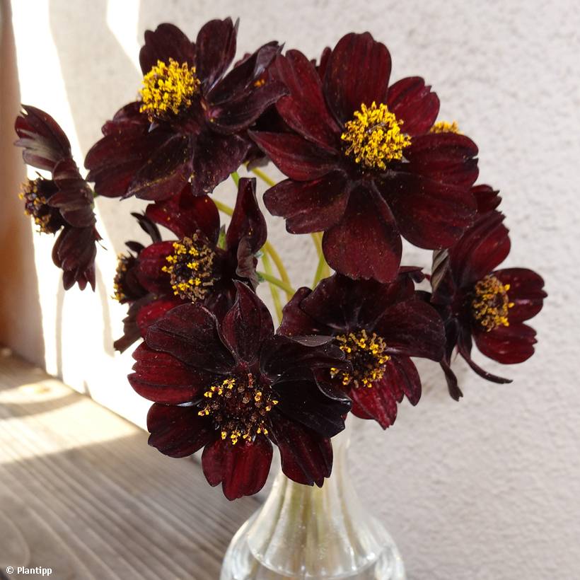 Cosmos atrosanguineus Eclipse - Cosmos chocolat Godet de 8/9 cm