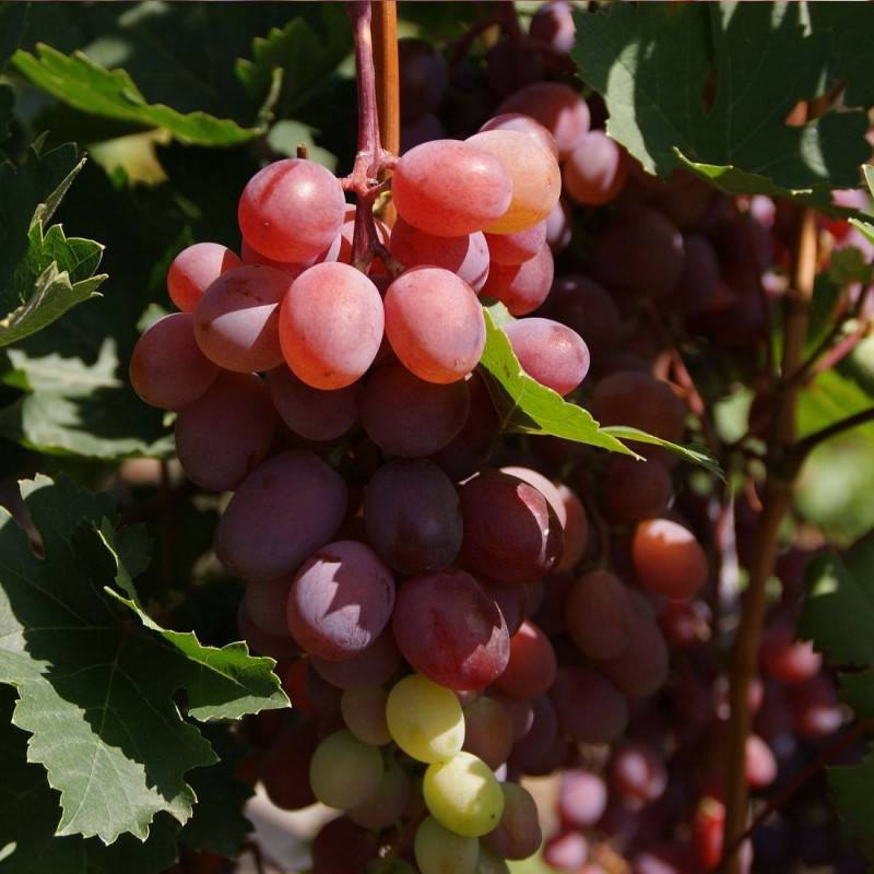 Vigne Crimson Seedless, Vigne de table - Pot de 3L - Echelle bambou 60/120 cm - Image 5
