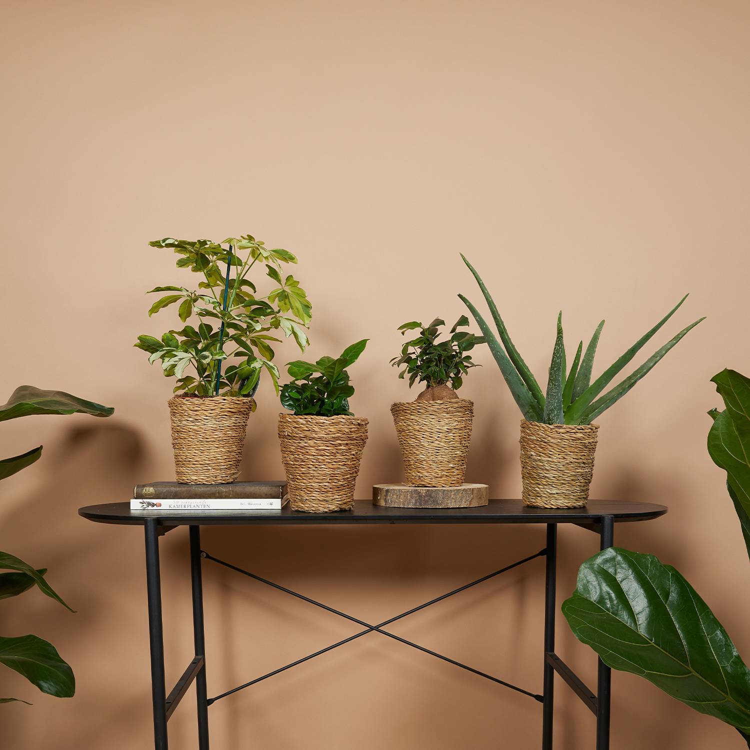 P. à Plantes Tressé Coco - Lot de 4 Pots - Beige - Jonc de Mer - Panier pour Plantes - Image 2