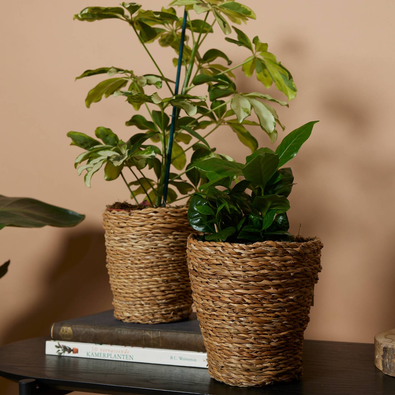 P. à Plantes Tressé Coco - Lot de 4 Pots - Beige - Jonc de Mer - Panier pour Plantes - Image 4