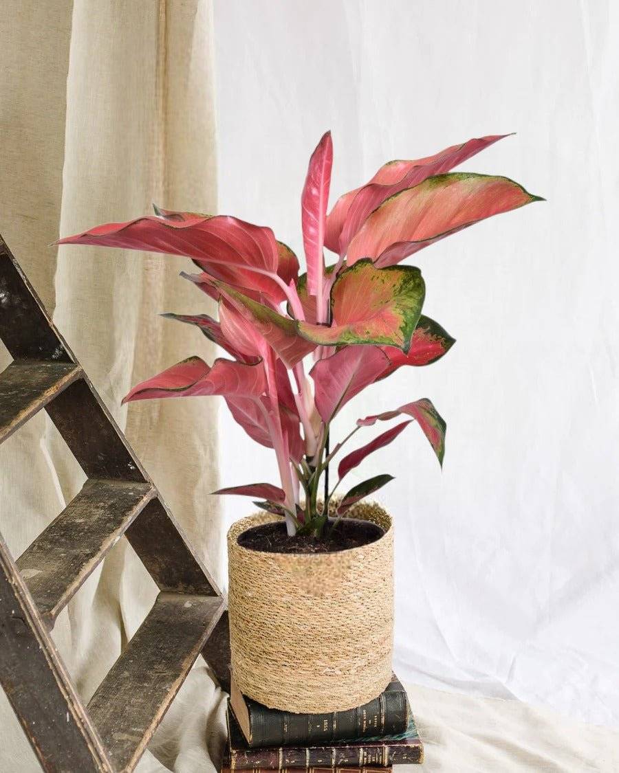 Aglaonema Orange Star 50cm - Plante d'intérieur- La Green Touch - Image 2