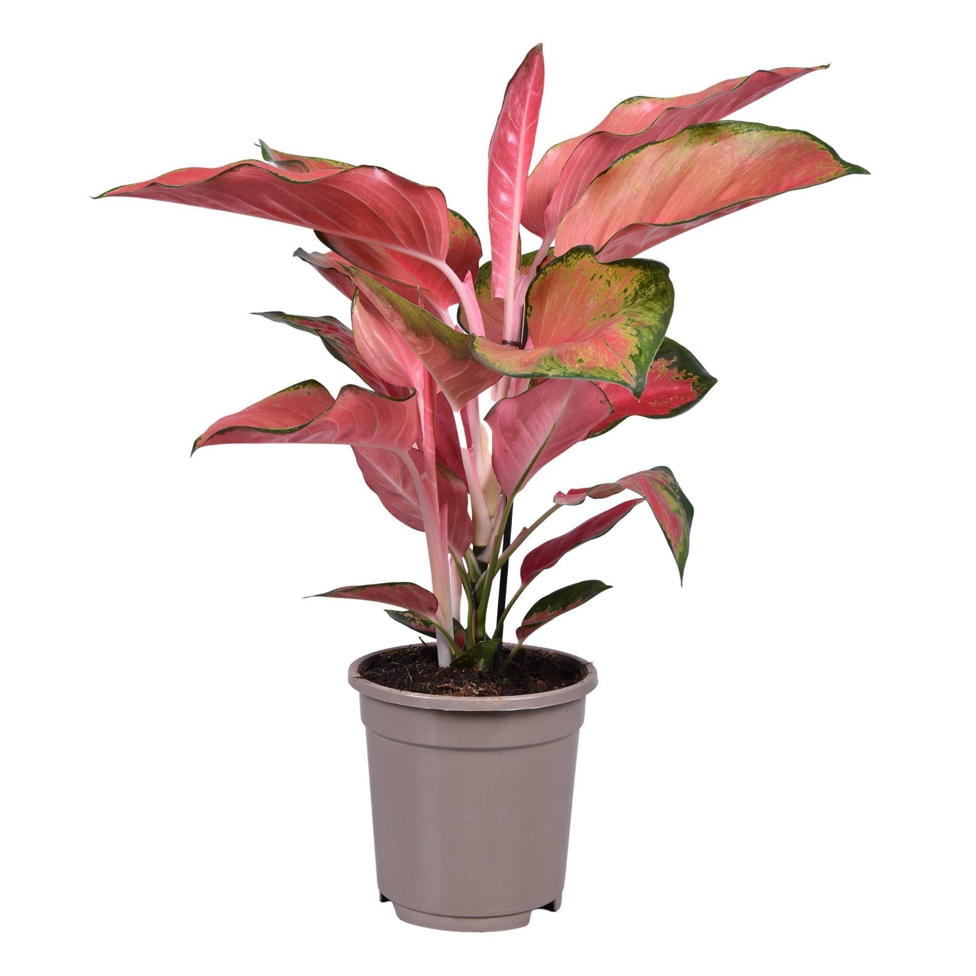 Aglaonema Orange Star 50cm - Plante d'intérieur- La Green Touch - Image 1