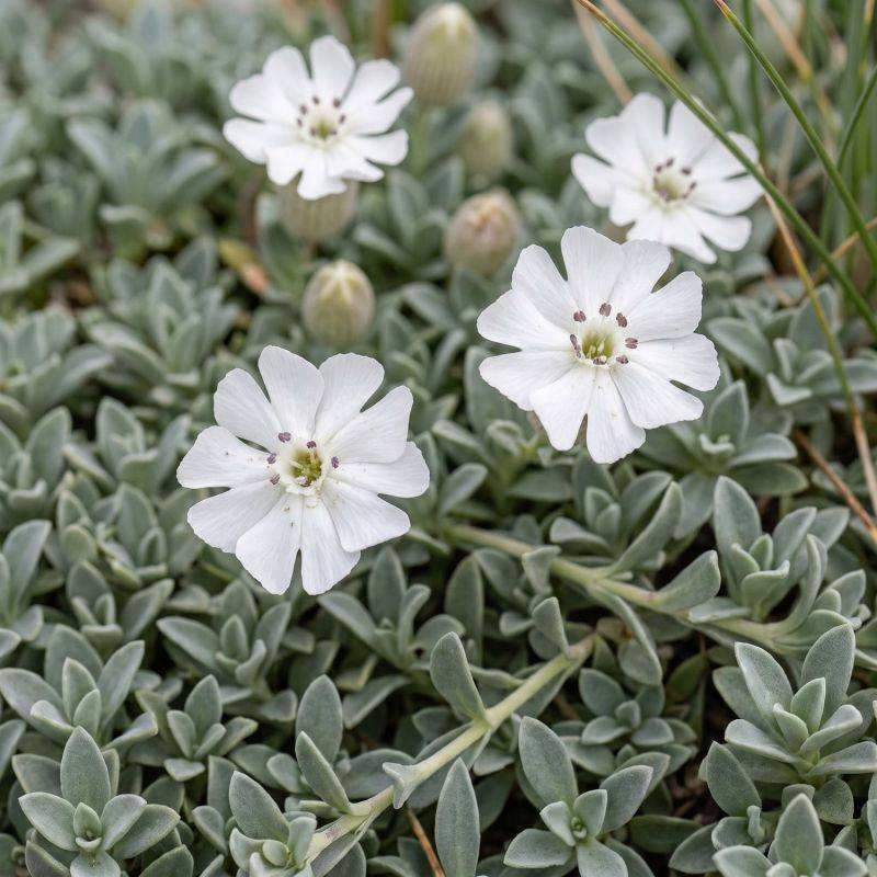3 Silènes maritimes (Silene maritima) - Lot de 3 vivaces - Pépinières Naudet