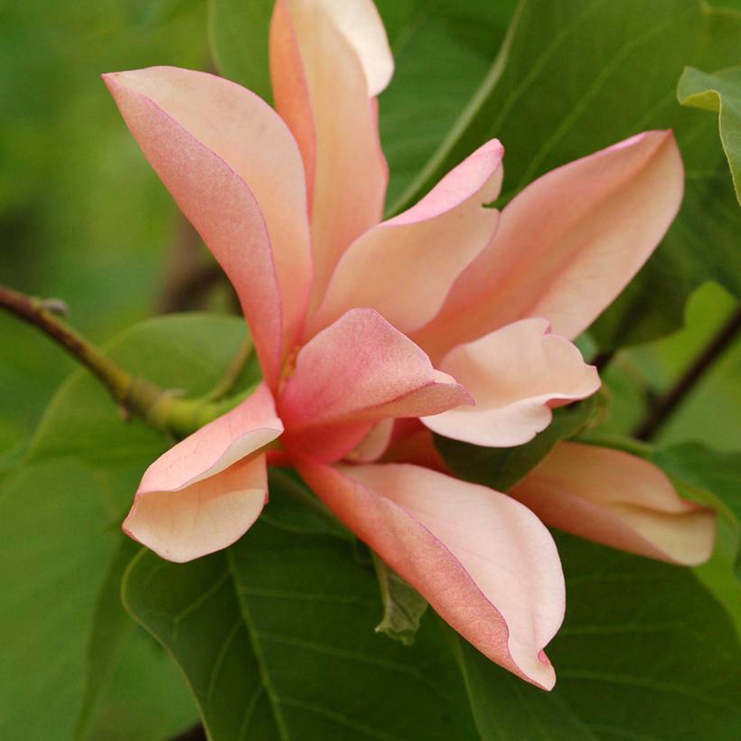 Promesse de Fleurs - Magnolia Flamingo Pot de 3L/4L