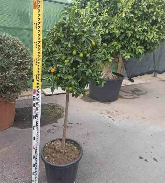 Sans Marque - Citrus kumquat agrumes ADULTE (Fortunella margarita) Couleur floraison:Blanc - Taille:Pot de 80L - 150/175cm -20/30 péri - Image 5