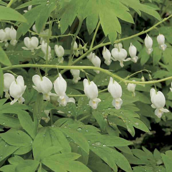 Promesse de Fleurs - Coeur de Marie Blanc - Dicentra spectabilis Alba Godet de 8/9 cm