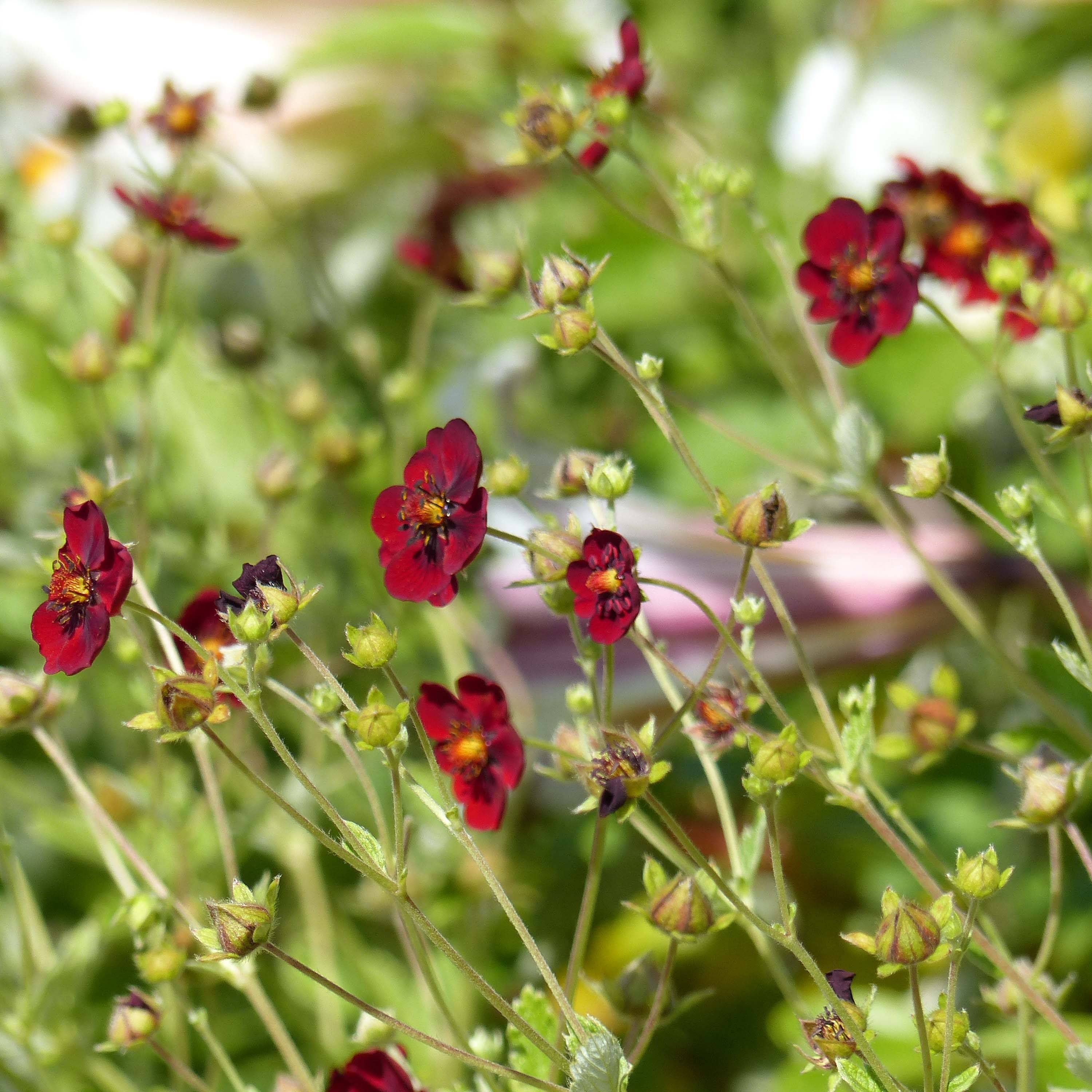 Promesse de Fleurs - Potentille sanguine - Potentilla atrosanguinea Godet de 8/9 cm