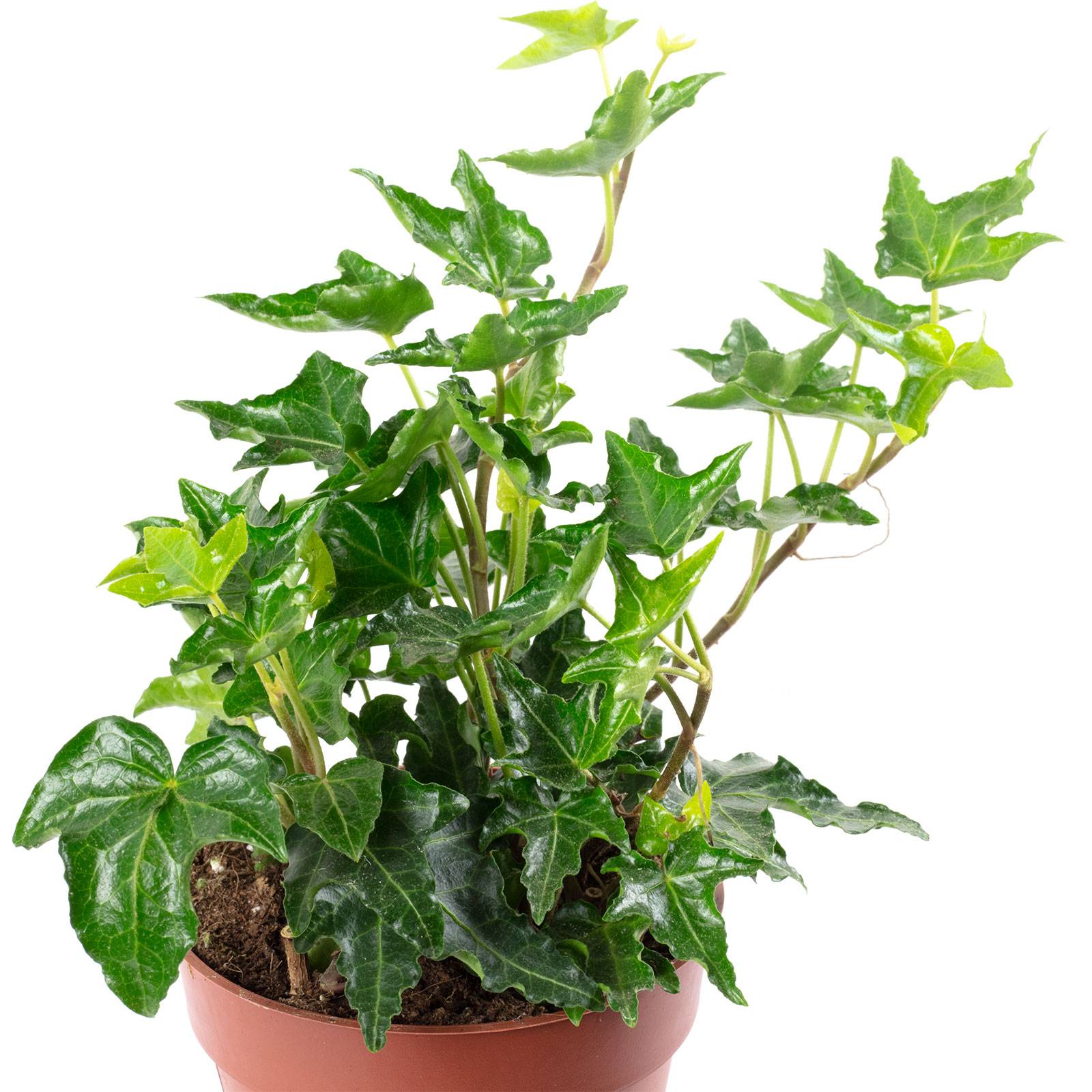 Lierre commun vert - plante d'intérieur facile d'entretien, Hedera helix - hauteur env. 15 cm, pot-Ø 9 cm - Image 2