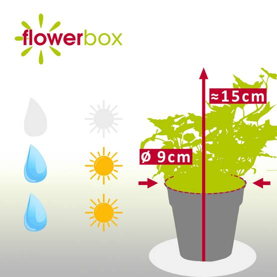 Lierre commun vert - plante d'intérieur facile d'entretien, Hedera helix - hauteur env. 15 cm, pot-Ø 9 cm - Image 3