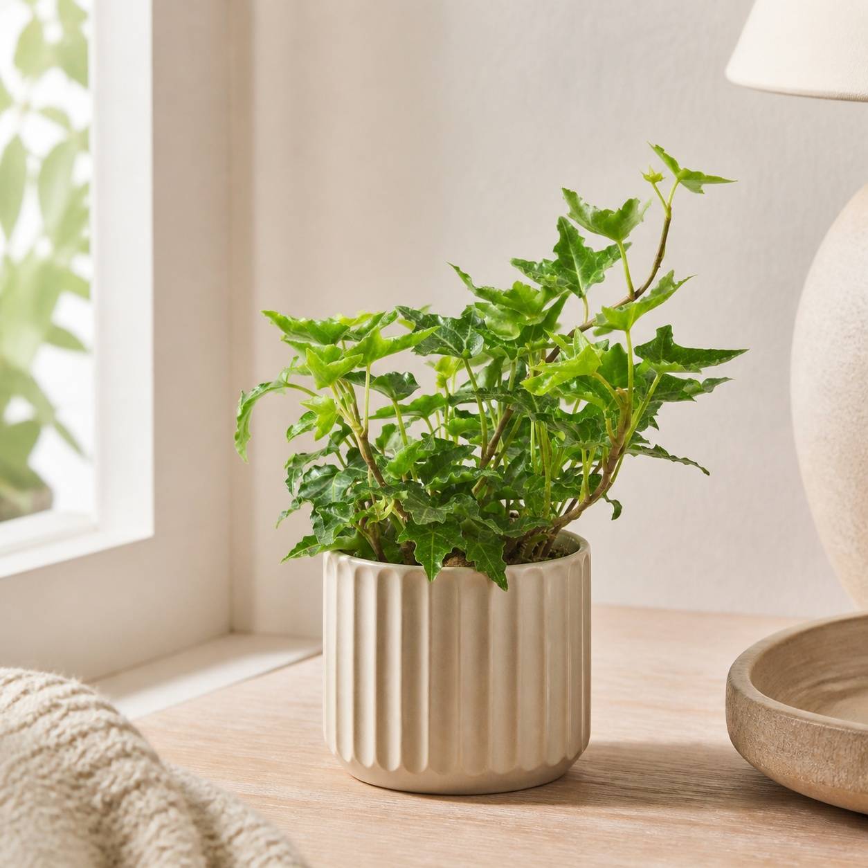Flowerbox - Lierre commun vert - plante d'intérieur facile d'entretien, Hedera helix - hauteur env. 15 cm, pot-Ø 9 cm - Image 2