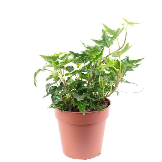 Lierre commun vert - plante d'intérieur facile d'entretien, Hedera helix - hauteur env. 15 cm, pot-Ø 9 cm - Image 1