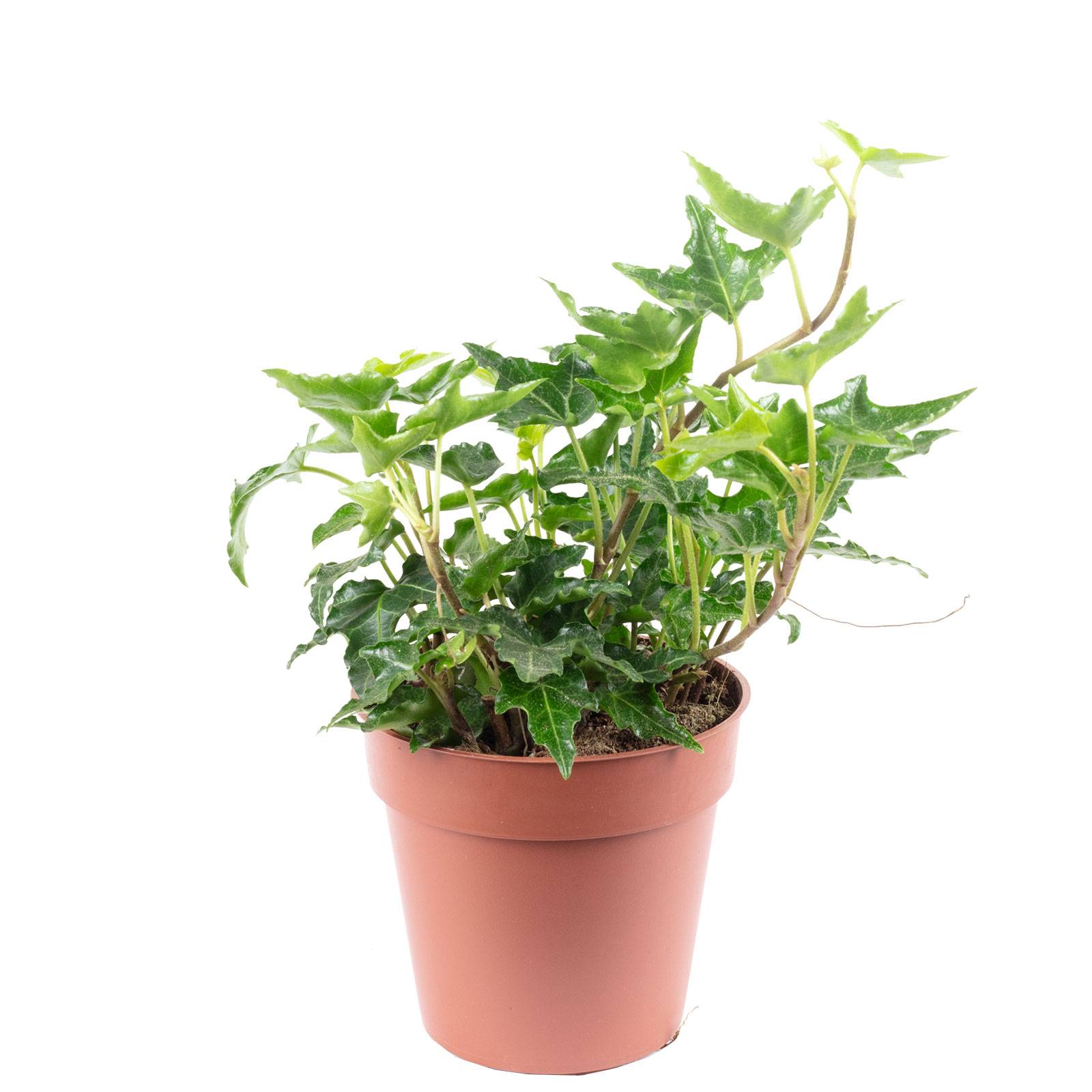 Lierre commun vert - plante d'intérieur facile d'entretien, Hedera helix - hauteur env. 15 cm, pot-Ø 9 cm - Image 1