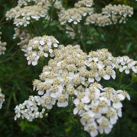 Promesse de Fleurs - Achillée millefolium Heinrich Vogeler blanche Godet de 8/9 cm