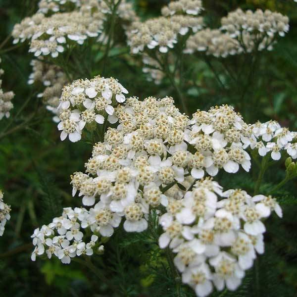 Promesse de Fleurs - Achillée millefolium Heinrich Vogeler blanche Godet de 8/9 cm