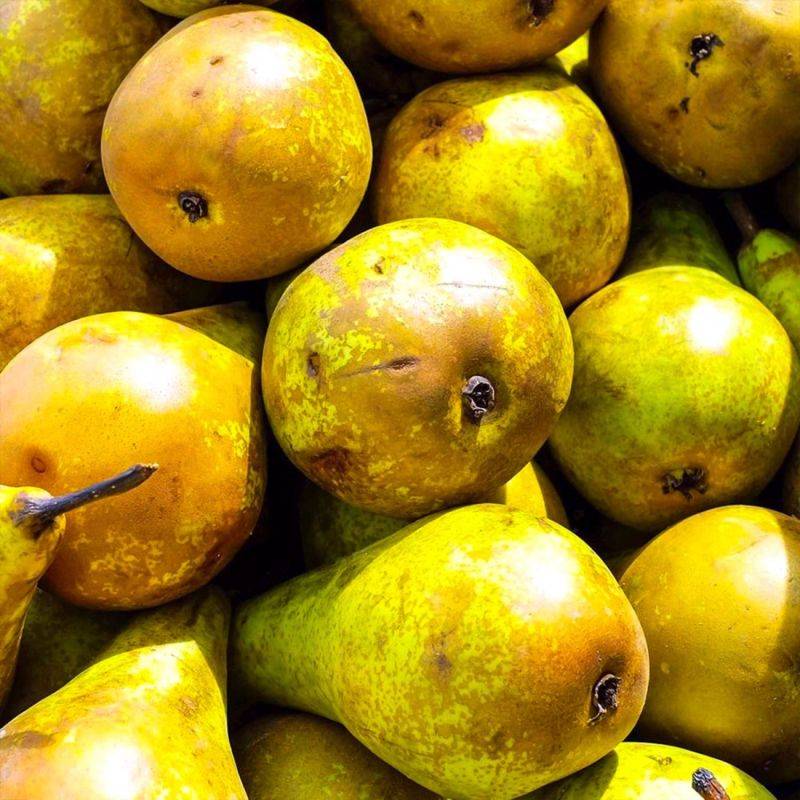 Poirier 'Comtesse de Paris' (Pyrus communis 'Comtesse de Paris') - Scion de 100cm - Pépinières Naudet - Image 2