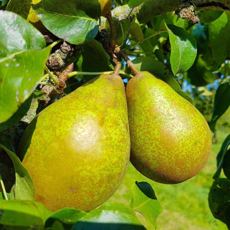 Poirier 'Comtesse de Paris' (Pyrus communis 'Comtesse de Paris') - Scion de 100cm - Pépinières Naudet - Image 1