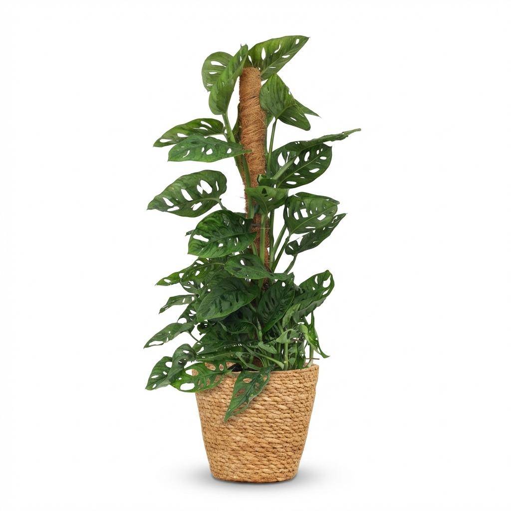 Monstera Andansonii - Monkey Mask avec tuteur coco - Pot de 19cm - Hauteur 90cm - Panier - Plantes d'intérieur - Image 1
