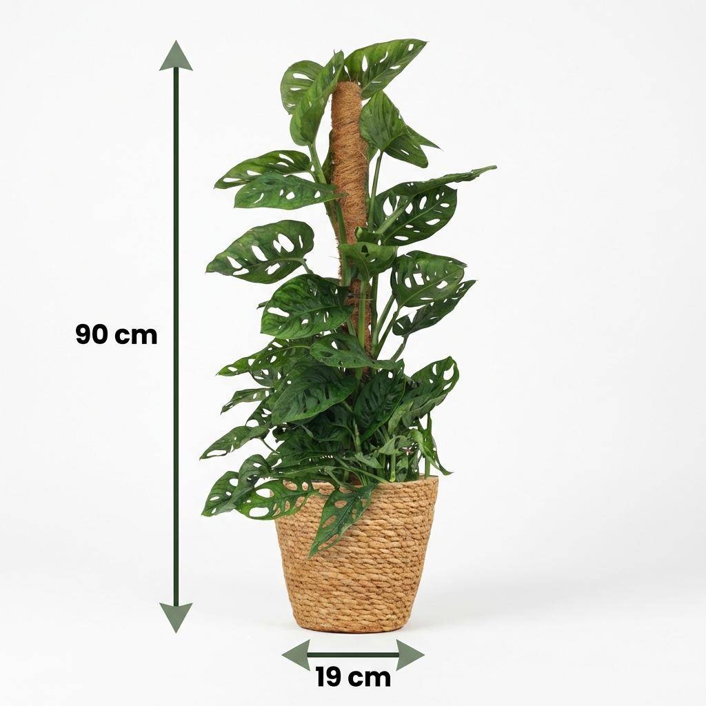 Monstera Andansonii - Monkey Mask avec tuteur coco - Pot de 19cm - Hauteur 90cm - Panier - Plantes d'intérieur - Image 6