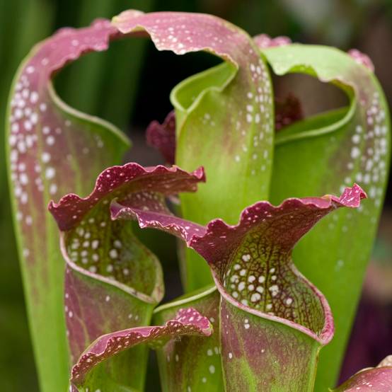 Gardenersdream - Sarracenia Smoorii | Plante En Pot De 20-30 Cm À Vendre | Cadeau De Luxe Pour Attrape-Mouches - GardenersDream - Image 1