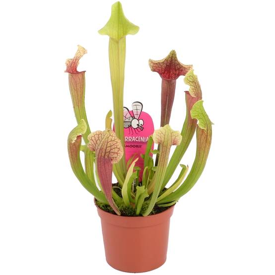 Gardenersdream - Sarracenia Smoorii | Plante En Pot De 20-30 Cm À Vendre | Cadeau De Luxe Pour Attrape-Mouches - GardenersDream - Image 2